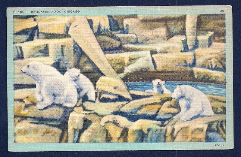 Polar Bears @ Brookfield Zoo Chicago IL unused c1930's