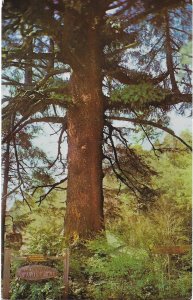 Family California Redwood Mystery Tree 12 Separate Growing from Trunk