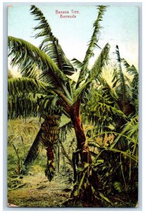 Bermuda Postcard Cluster of Bananas in Banana Tree c1910 Posted Antique