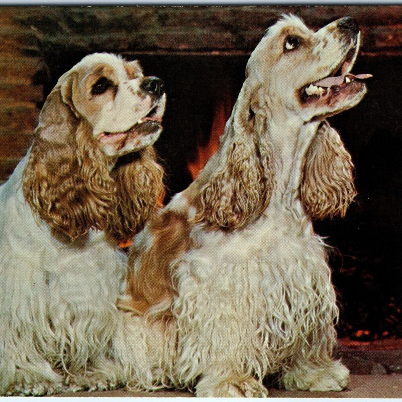 c1960s Adorable Cocker Spaniel Dogs Fireplace It's Cold Outside Cute Pup A307