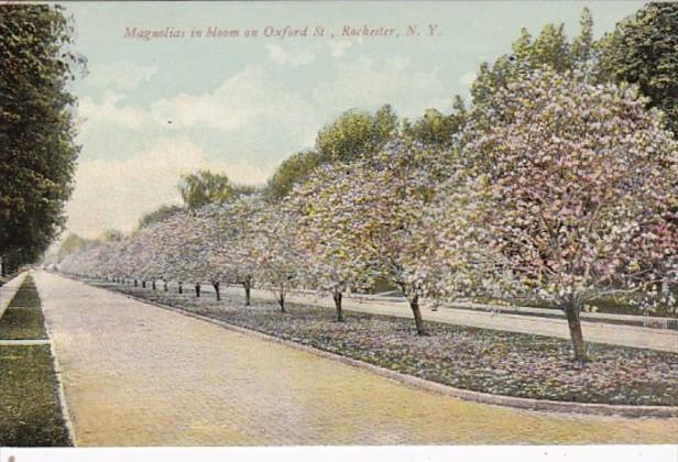 New York Rochester Magnolias In Bloom On Oxford Street 1910