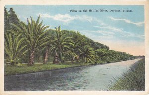 Palms On The Halifax River Daytona Florida 1927