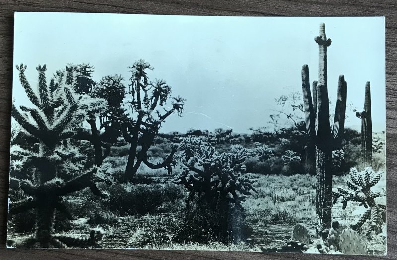 Postcard Used “Cactii” Tucson AZ 1936 RPPC L31