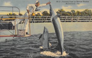 Feeding Time at Marine Studios - Marineland, Florida FL  