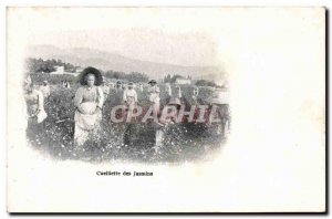 Old Postcard picking Jasmins Perfume