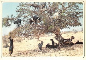 Lot 98 morocco goats in the arganier