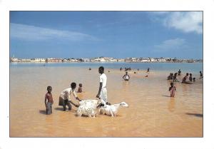 BG9306 saint louis senegal goat chavre