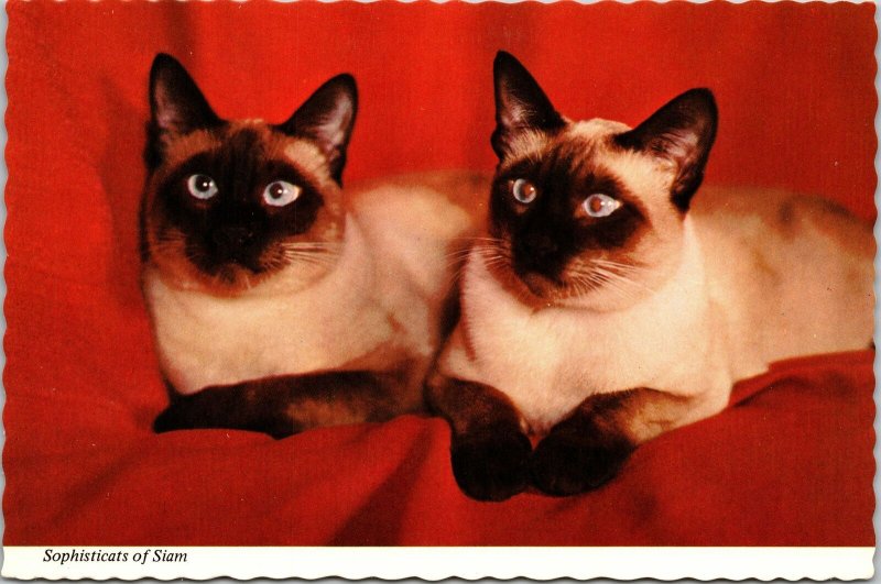 VINTAGE CONTINENTAL SIZE POSTCARD PAIR OF SIAMESE CATS