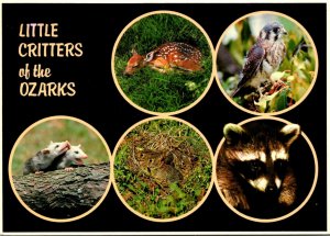 Missouri Litttle Critters Of The Ozarks Deer Hawk Posums Rabbits and Raccoon