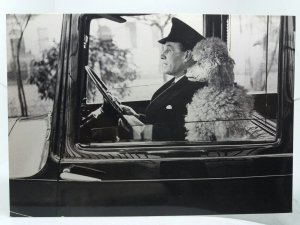 Chauffeur with Pampered Poodle Dog Kensington London 1953 Vintage Repro Postcard