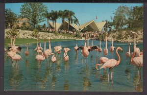 FL TAMPA Busch Gardens - Flock of colorful Flamingos keeping cool - Chrome