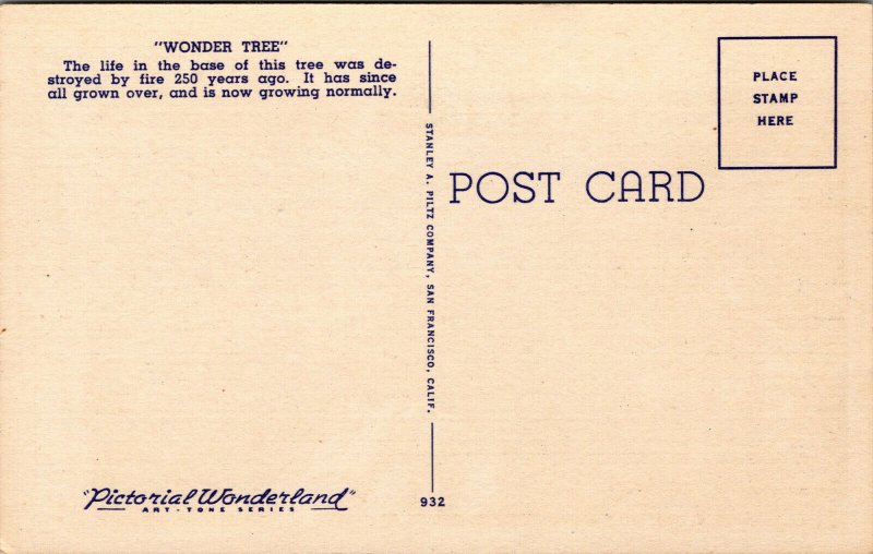 Vtg 1930s Wonder Tree Big Trees Park Santa Cruz California CA Linen Postcard