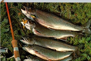 Canada Fishing Scene Trout A Fine Catch