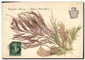 Old Postcard Fantasy Flowers dried natural seaweed