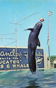 Postcard Whale Jumps Out of Water Marineland Florida