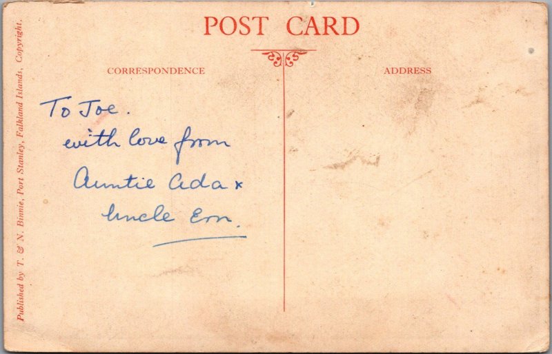 Animals Postcard - Gentoo Penguin Rookery  HD54