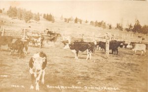 G47/ Round Mountain New Mexico RPPC Postcard c1920s Cow Pasture Horses