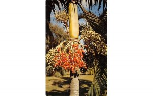 The colorful fruits of the Christmas palm, Veitchia Merrillii Coral Gables, F...