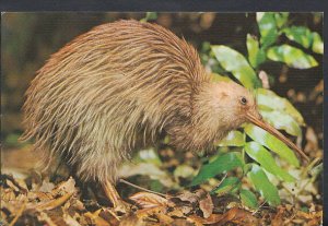 Animals Postcard - The Kiwi Bird, Native Bird of New Zealand     RR2606