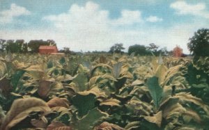Vintage Postcard A Field Of Carolina Tobacco Farming Agriculture Gray & Thompson