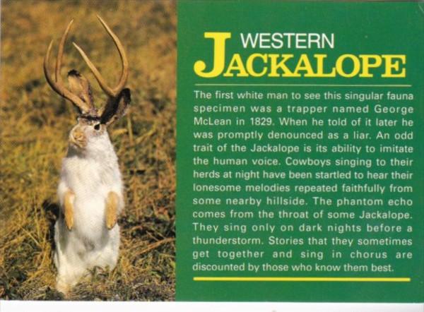Animal Humour The Western Jackalope
