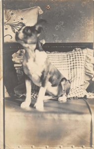 H30/ Chicago Illinois RPPC Postcard 1913 Pet Dog on Sofa Interior Home