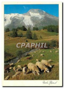 Modern Postcard Images of Chez Nous in pasture Sheep