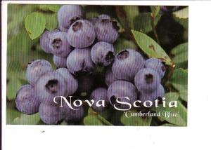 Lowbush Blueberries, Cumberland County, Nova Scotia,