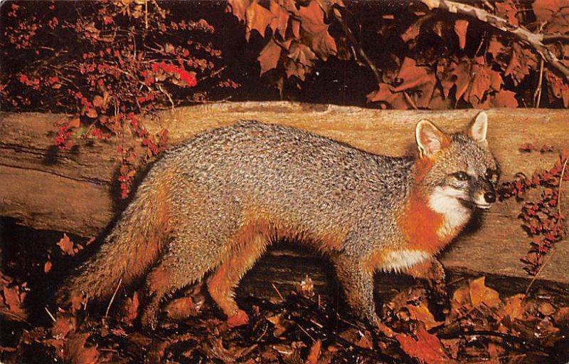 Gray fox Animals, Misc, Unused 