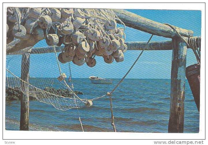 Drying Fishing Nets Along The Coast, South Carolina, 40-60s