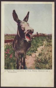 A Native Son...,Donkey,Comic Postcard 