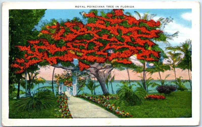 M-48578 Royal Poinciana Tree In Florida