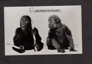 IL Gorillas Apes Monkeys Chicago Zoo Brookfield Illinois RPPC RP Real Photo PC