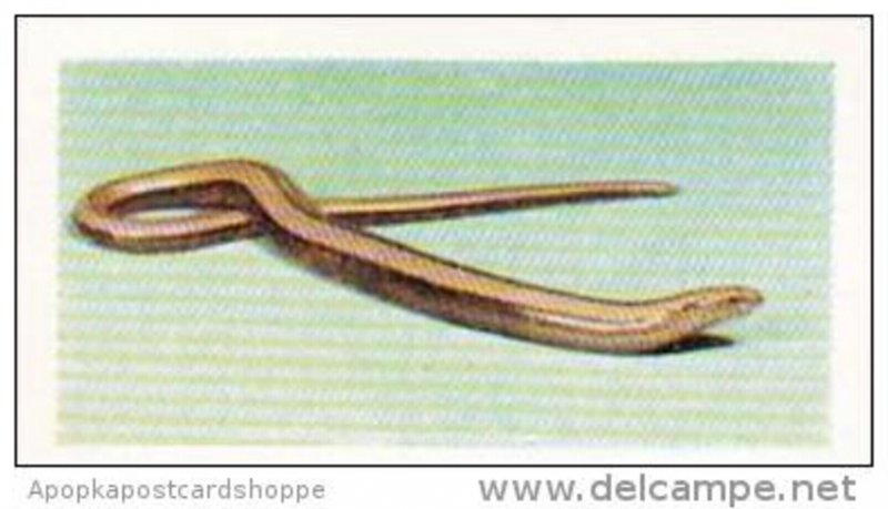 Hornimans Tea Trade Card Pets No 42 Slow Worm