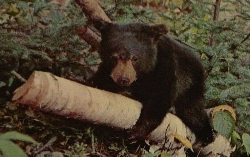 Postcard Bear Cub Having Fun Birch Tree Kalkaska Michigan Unposted Chrome 79