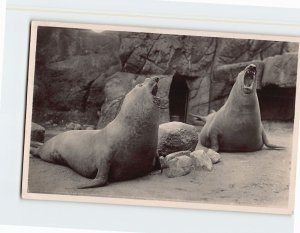 Postcard Brüllende See-Elefanten, Carl Hagenbeck's Tierpark, Hamburg, Germany