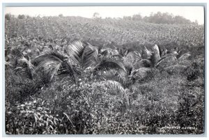 Singapore Postcard View of Cocoanut Estate c1930's Unposted Antique RPPC Photo