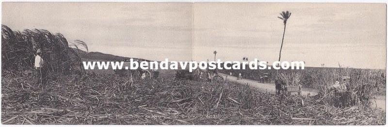 danish w.i., St. CROIX, In the Crop Season (1910s) Double Panorama Postcard