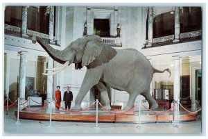 c1950's African Bush Elephant On Display In Museum of Natural History Postcard