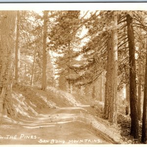 c1920s San Bernardino Mountains, CA RPPC Among Pine Trees Real Photo PC Vtg A124