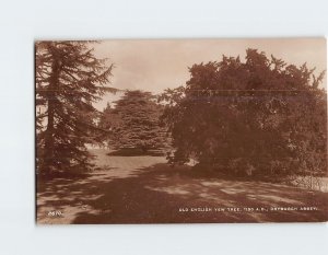 Postcard Old English Yew Tree, Dryburgh Abbey, Dryburgh, Scotland