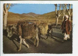 471010 Afghanistan Village Transportation Donkey Old postcard