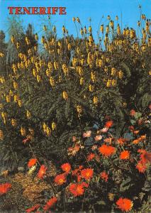 BR71775 tenerife typical flowers of the canaries spain flower fleur