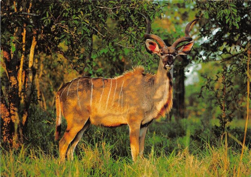 BG14074 kudu antelope  southern africa namibia