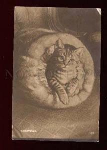 004178 Charming KITTEN Tabby in Fur Vintage PC