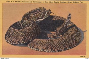 Silver Springs , Florida , 1930-40s ; Rattlesnake