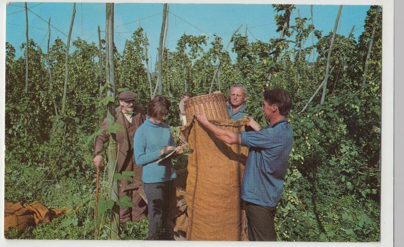 Kent; Hop Picking In Kent PPC By DV Bennett, Unposted, c 1960's 