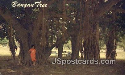 Banyan Tree - Maui, Hawaii HI  