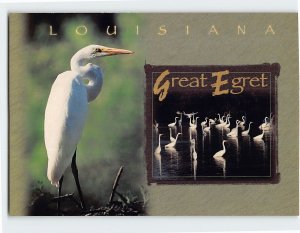 Postcard Great Egret, Louisiana