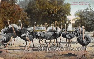 Ostriches Fighting California Ostrich Farm, USA